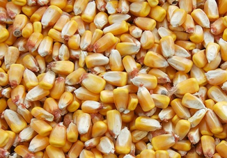 corn