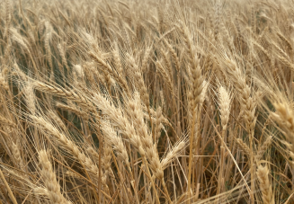 wheat